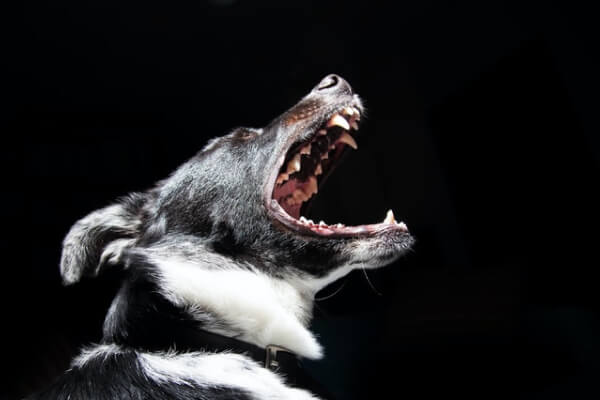 آموزش personal injury template dog bite img